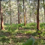 Kawasan hutan jati di Kabupaten Batang, yang rawan kebakaran di saat puncak musim kemarau