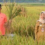 Panen Raya Padi MT 2, Bupati Kebumen Berharap Gabahnya Dibawa ke RMU