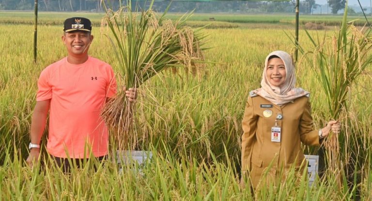 Panen Raya Padi MT 2, Bupati Kebumen Berharap Gabahnya Dibawa ke RMU