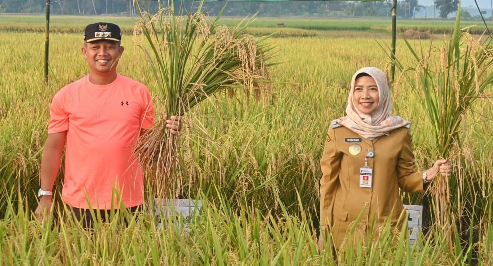 Panen Raya Padi MT 2, Bupati Kebumen Berharap Gabahnya Dibawa ke RMU