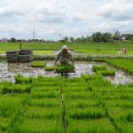 Lahan pembibitan padi Rojolele Srinar dan Srinuk sebelum ditanam oleh petani di Klaten.