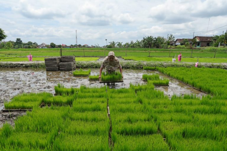 Lahan pembibitan padi Rojolele Srinar dan Srinuk sebelum ditanam oleh petani di Klaten.
