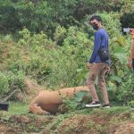 Penguburan sapi terjangkit penyakit antraks