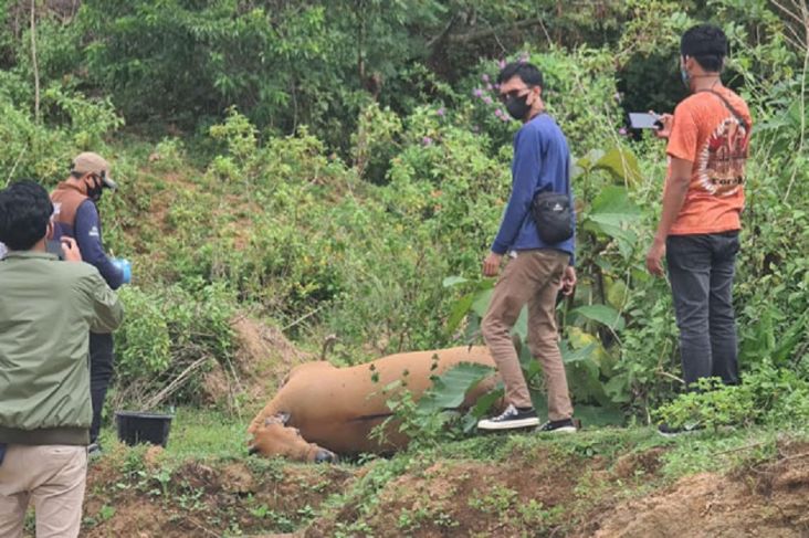 Penguburan sapi terjangkit penyakit antraks