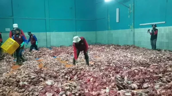 Banjir Daging, Desa Batur Banjarnegara Kurban 605 Ekor Sapi-Kambing