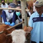 Direktur Kesehatan Masyarakat Veteriner Meninjau Vaksinasi dan Beri Edukasi ke Warga Kropyak