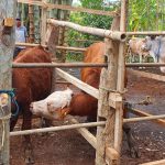 Ini Langkah Pemerintah Kendalikan Antraks di Gunung Kidul