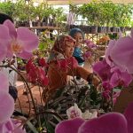 Distan Pangan Kabupaten Magelang Dorong Taman Anggrek Bojong Jadi Tempat Edukasi dan Budidaya