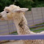 Hari Pertama Dibuka, D’Las Zoo Dikunjungi 231 Wisatawan