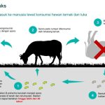Cegah Antraks Meluas, Kemenkes Beri Profilaksis kepada Populasi Berisiko