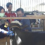 Petugas dari Kesehatan Hewan Disnakkan Boyolali, memvaksinasi ternak milik warga di Desa Banyuanyar, Kecamatan Ampel, Rabu (12/07)