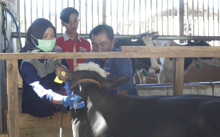 Petugas dari Kesehatan Hewan Disnakkan Boyolali, memvaksinasi ternak milik warga di Desa Banyuanyar, Kecamatan Ampel, Rabu (12/07)