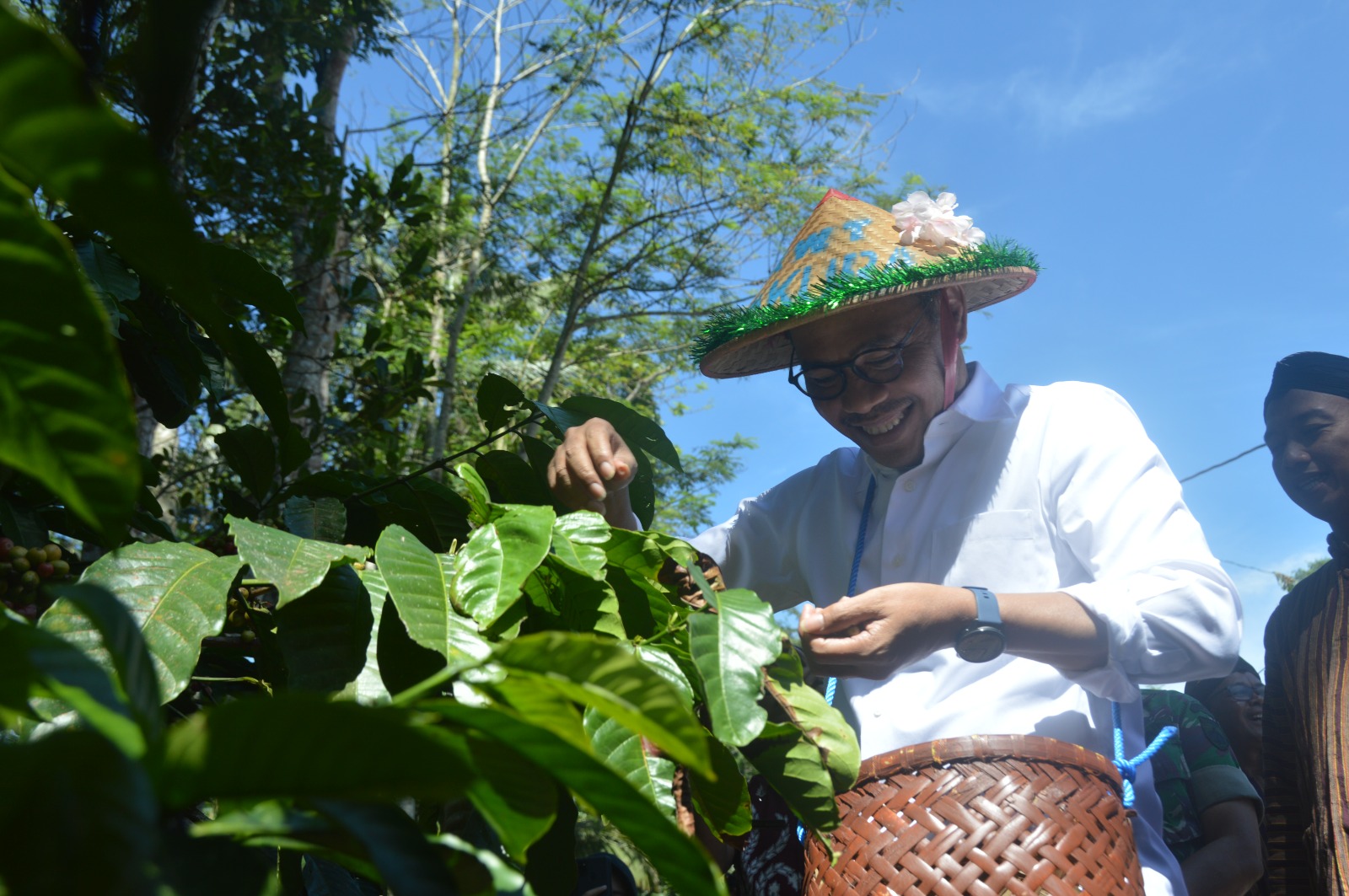 Hadiri Festival Petik Kopi, Bupati Temanggung Petik Merah Kopi Robusta Gemawang