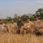 Di Puncak Kemarau, Petani Japerejo Sukses Panen Padi Semi Organik