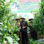 Bupati Temanggung Bersama Klomtan Margo Mulyo V Panen Raya Cabai