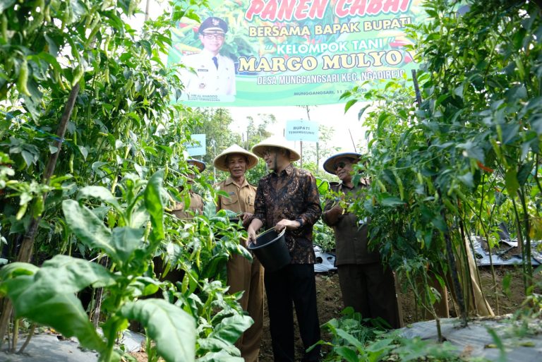 Bupati Temanggung Bersama Klomtan Margo Mulyo V Panen Raya Cabai
