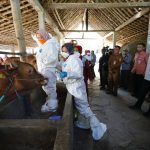 Antisipasi Penyebaran Antraks, Ganjar Serbu Vaksinasi Ternak