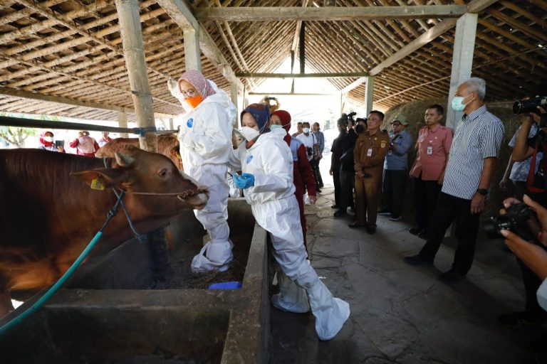 Antisipasi Penyebaran Antraks, Ganjar Serbu Vaksinasi Ternak