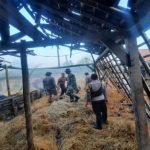 Kandang di Grobogan Terbakar, Begini Nasib Hewan Ternaknya