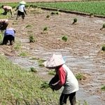 Sumber Pengairan Rawan Mengering, Petani Mulai Terapkan Irigasi Bergilir