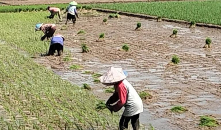 Sumber Pengairan Rawan Mengering, Petani Mulai Terapkan Irigasi Bergilir