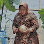 Bupati Yuni Panen Melon Sweet Series di Green House Kalijambe Binaan Baznas