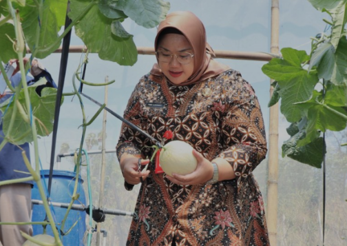 Bupati Yuni Panen Melon Sweet Series di Green House Kalijambe Binaan Baznas