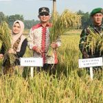 Panen Raya Padi Musim Tanam 2 di Kebumen Surplus 170 Ribu Ton