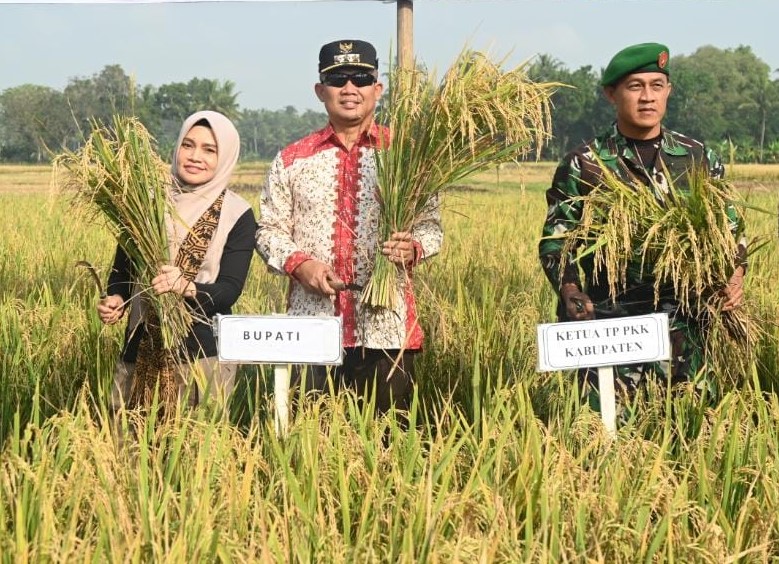 Panen Raya Padi Musim Tanam 2 di Kebumen Surplus 170 Ribu Ton