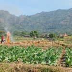 Harga Tergantung Pabrik, Mayoritas Petani Borobudur Enggan Tanam Tembakau