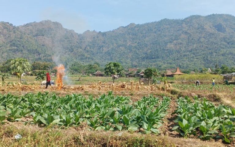 Harga Tergantung Pabrik, Mayoritas Petani Borobudur Enggan Tanam Tembakau