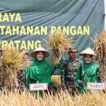 Uji Coba Berhasil, Kandungan Nutrisi Unggul Padi Protangguh Mampu Perbaiki Gizi