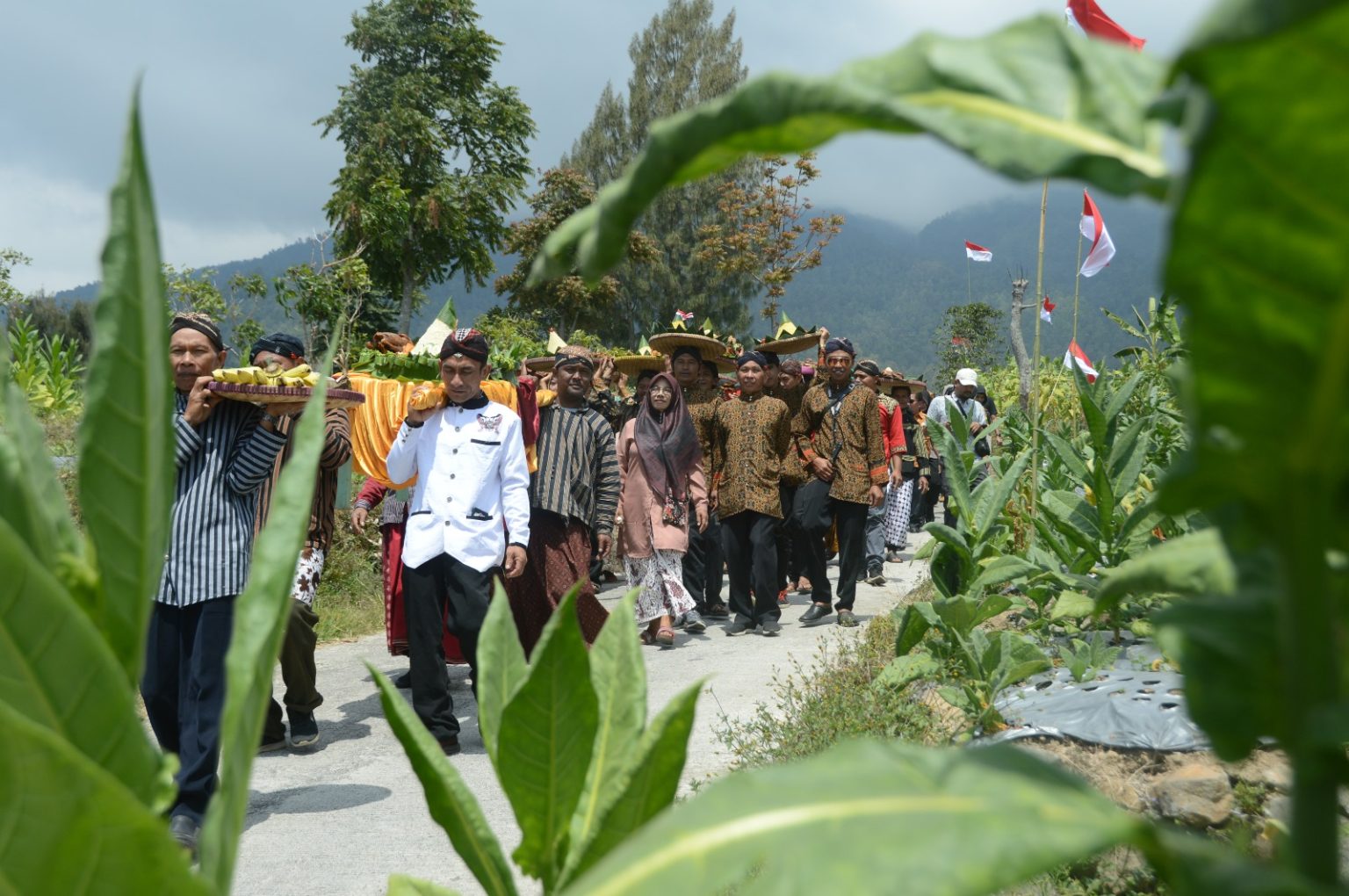 Kualitas Panen Tembakau Bagus, Petani Wonosari Gelar Ritual Wiwit Mbako