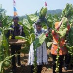 Cuaca Mendukung, Panen Tembakau di Batang Capai 1.260 Ton di Atas Lahan 180 Hektar