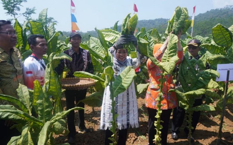 Cuaca Mendukung, Panen Tembakau di Batang Capai 1.260 Ton di Atas Lahan 180 Hektar