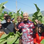 Awali Panen Tembakau, Petani Lereng Merbabu Gelar Prosesi Tungguk Tembakau