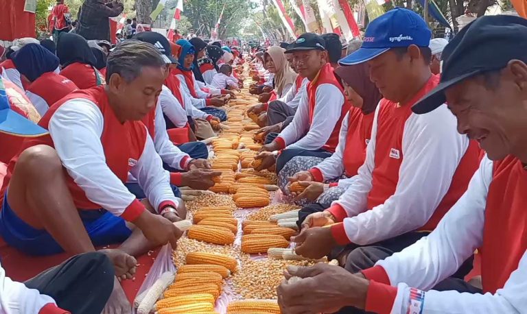 Ribuan Petani Mipil Jagung, Grobogan Kembali Bikin Rekor MURI