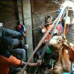 Tak Hanya Mengevakuasi Manusia, BPBD Temanggung Selamatkan Sapi yang Tercebur Sumur (Foto: Dok Pemkab Temanggung)