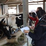 Dinperpa Laksanakan Surveilan Penyakit Brucellosis Sapi Perah di 5 Titik (Foto: Dok Timkom Pemkot Pekalongan)