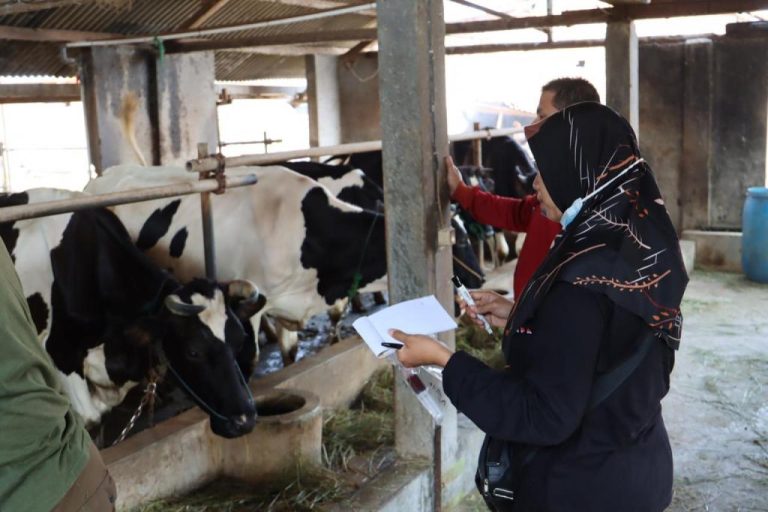 Dinperpa Laksanakan Surveilan Penyakit Brucellosis Sapi Perah di 5 Titik (Foto: Dok Timkom Pemkot Pekalongan)