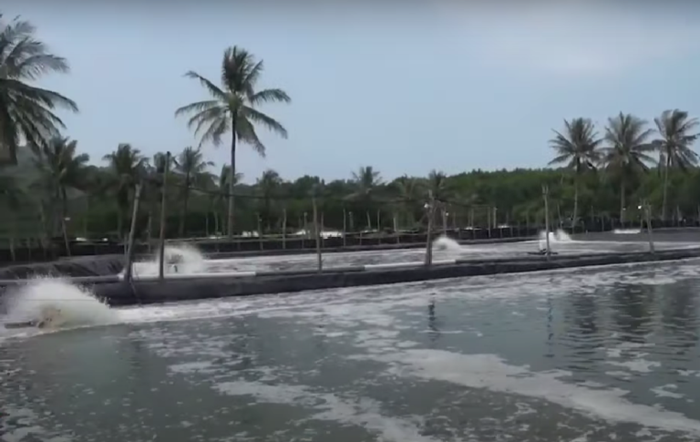 Tambak Udang Karimunjawa,