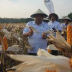Bisa Ditiru Petani Lain, Hasil Produksi Panen Jagung Hibrida di Kunduran 9,53 Ton/Ha