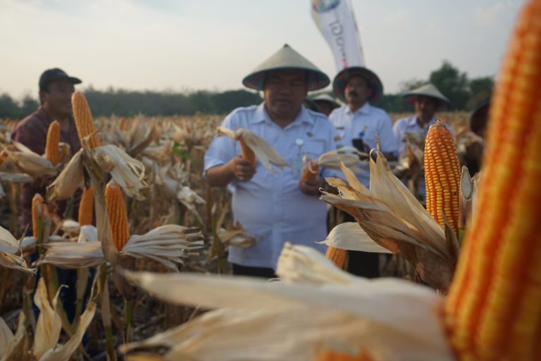 Bisa Ditiru Petani Lain, Hasil Produksi Panen Jagung Hibrida di Kunduran 9,53 Ton/Ha