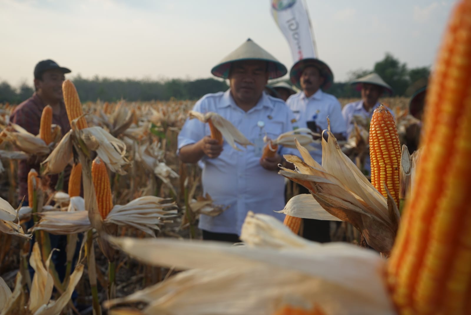 Bisa Ditiru Petani Lain, Hasil Produksi Panen Jagung Hibrida di Kunduran 9,53 Ton/Ha