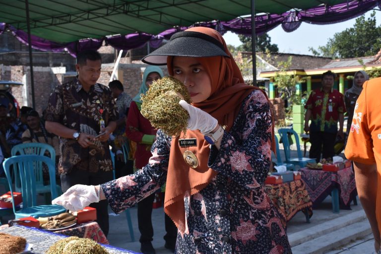 Cuaca Mendukung, Petani di Desa Brambang Kecamatan Karangawen Panen Tembakau (Foto: Dok Kominfo Demak)
