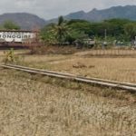 Musim Kemarau, Produksi Beras di Wonogiri Masih Surplus Hingga November (Foto: Dok Kominfo Wonogiri)