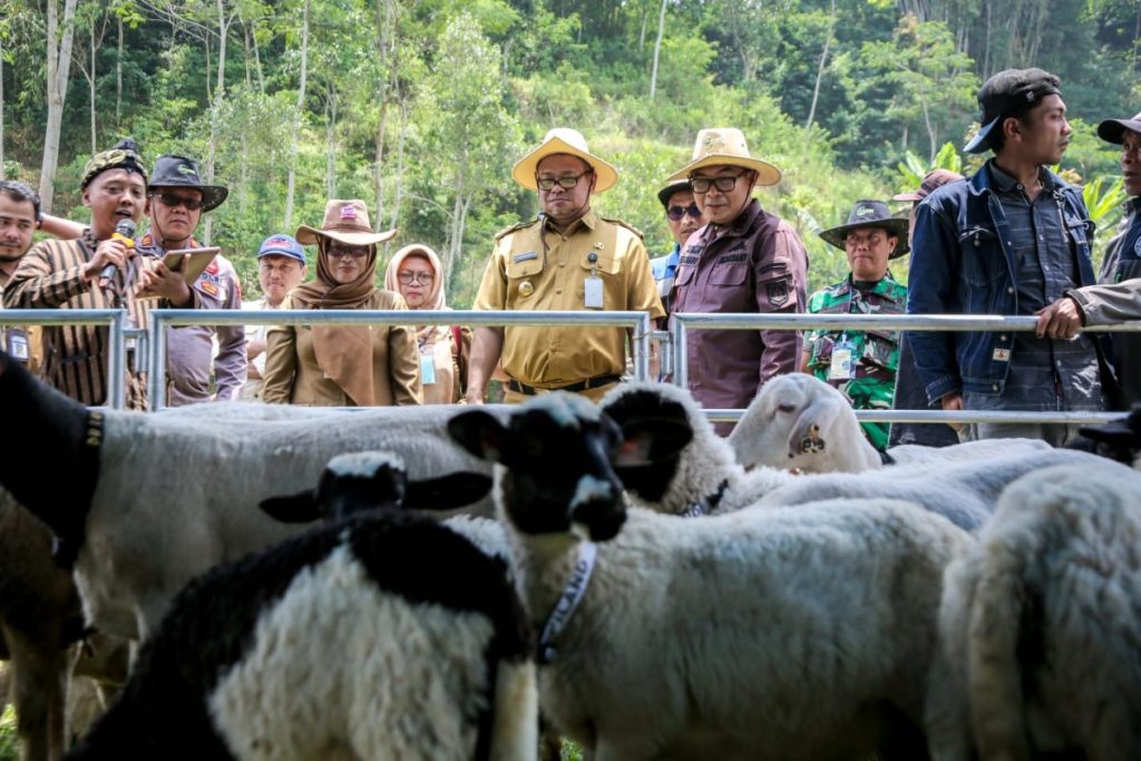 Panen Cempe dan Pesta Patok, Wujudkan Banjarnegara Lumbung Ternak Jateng (Foto: Dok Kominfo Banjarnegara)