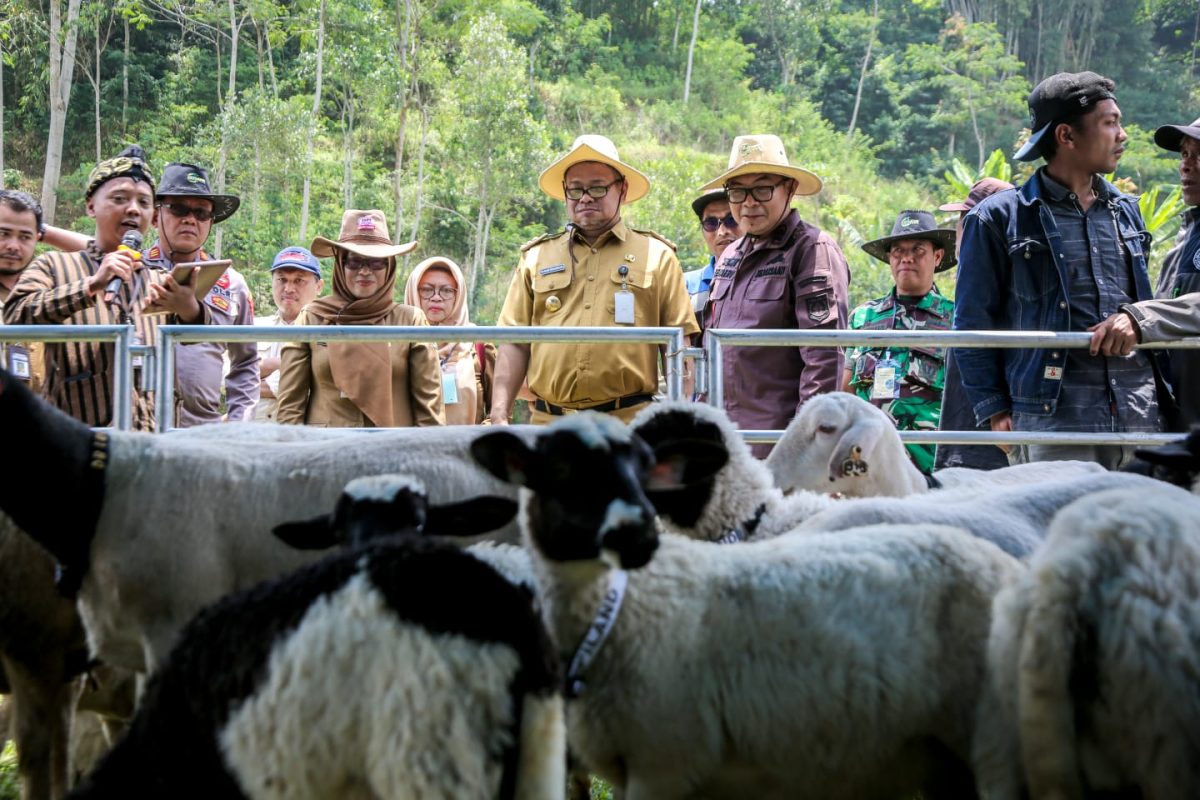 Panen Cempe dan Pesta Patok, Wujudkan Banjarnegara Lumbung Ternak Jateng (Foto: Dok Kominfo Banjarnegara)
