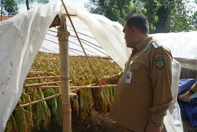 Berpotensi dan Punya Prospek, Blora Bertekat Kembangkan Pertanian Tembakau (Foto: Dok Dinkominfo Blora)