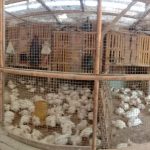 Dari 88 Pelaku Usaha Rumah Pemotongan Unggas (RPU), Baru 6 yang Punya Sertifikat Halal (Foto: Dok Pemkot Semarang)